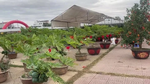 Tet market Stock Footage 300237981