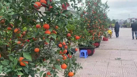 Tet market Stock Footage 300237987