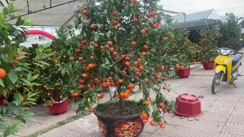 Tet market Stock Footage 300237991