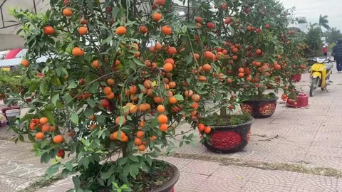 Tet market Stock Footage 300237993
