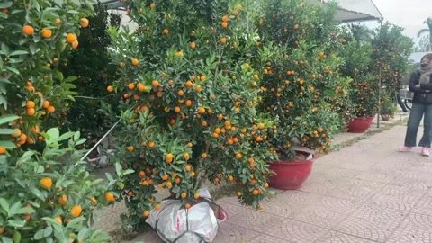 Tet market Video stock 300238007