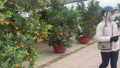 Tet market Video stock 300238012