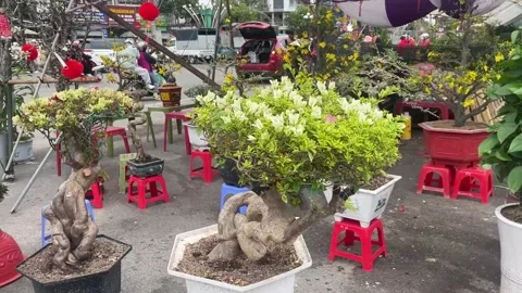Tet market Stock Footage 300238017