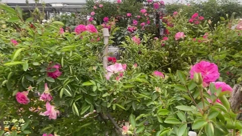 Tet market Video stock 300238074