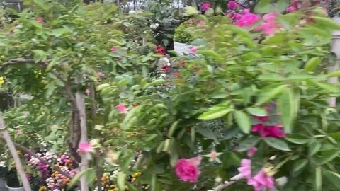 Tet market Stock Footage 300238076