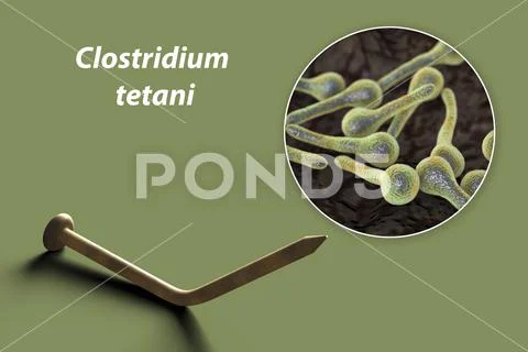 Tetanus. Bacteria Clostridium tetani and rusty metal nail Stock Illustration