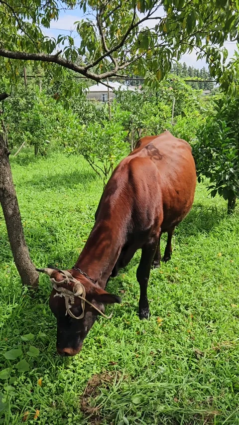 A tethered brown cow eats fresh grass beneath leafy trees, filmed vertically at Video stock 343551904