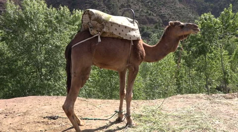 Tethered camel in Moroccan Landscape Stock Footage 62466582