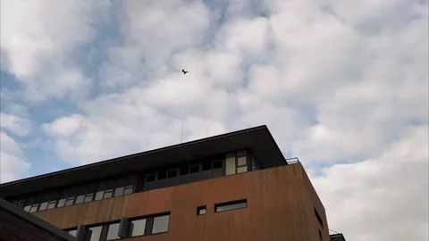 Tethered decoy eagle acting as bird deterrent and flying in the wind. Video stock 188271500