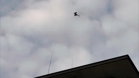Tethered decoy eagle acting as bird deterrent and flying in the wind, closeup. Video stock 188271561