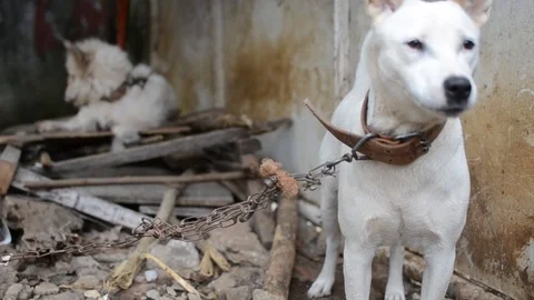 Tethered dogs Stock Footage 94099475