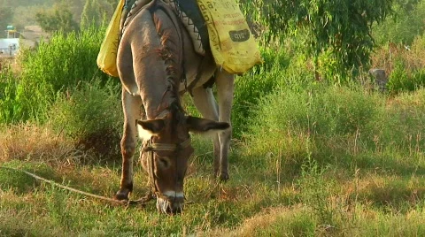 Tethered donkey grazing Stock Footage 86160