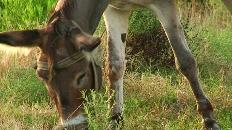 Tethered donkey grazing Stock Footage 86161