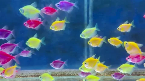 Tetra fish Stock Footage 201075196