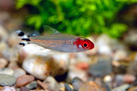 Tetra fish Stock Photos