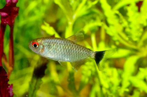 Tetra fish Stock Photos