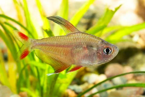 Tetra fish 스톡 사진