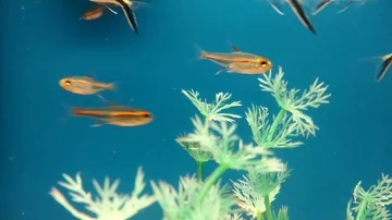 Tetra fishes Stock Footage
