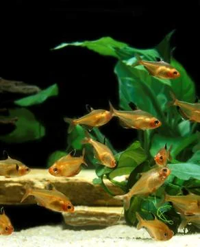 TETRA SERPAE hyphessobrycon serpae Stock Photos