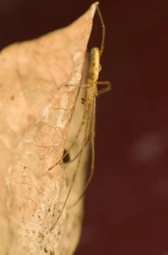 Tetragnatha Stock Photos