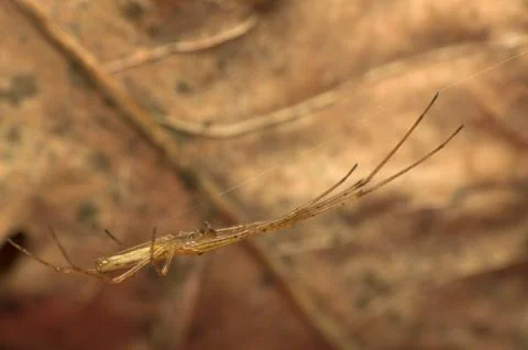 Tetragnatha Stock Photos