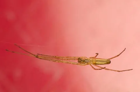 Tetragnatha Stock Photos
