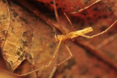 Tetragnatha Stock Photos