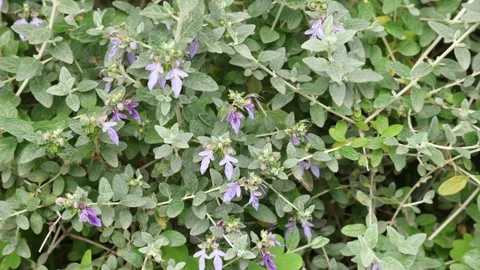 Teucrium 4k 01 Stock Footage 270254484