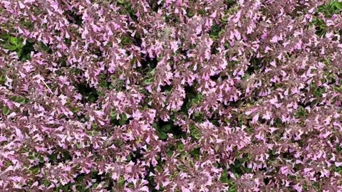 Teucrium chamaedrys Stock Footage 314012254