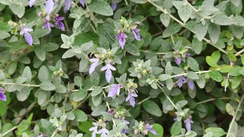 Teucrium fruticans 4k 02 Stock Footage 270254496