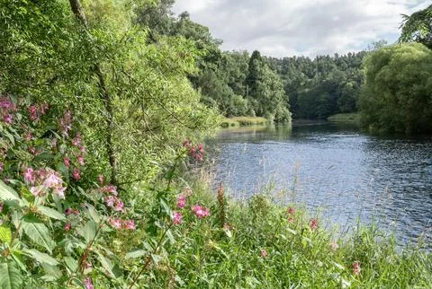 Teviot River in summer, Scottish Borders, United Kingdom Stock Photos