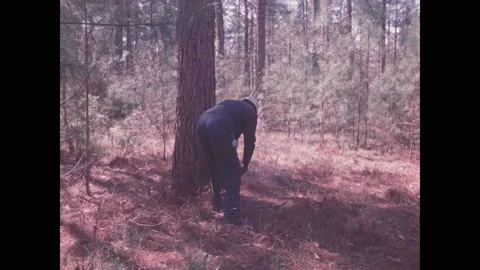 TEXAS - 1972 - A lumberjack uses a chainsaw to bring down a massive. Stock Footage 323084320