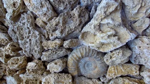 Texas Ammonites Stock Footage 104916126