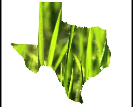 Texas and grass - PAL Stock Footage 10748818