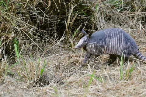Texas Armadillo Foto stock