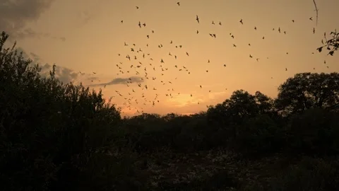 Texas, Bats, Flock, Sunset Stock Footage 320100180