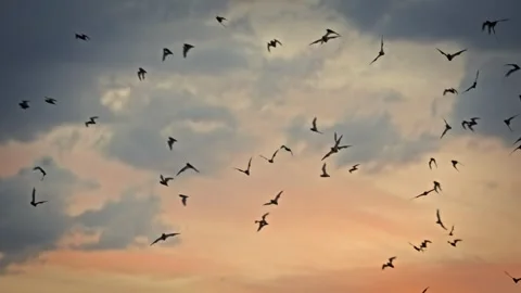 Texas, Bats, Flock, Sunset Stock Footage 320100181