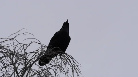 Texas Big Bend raven on tree Stock Footage 62765695