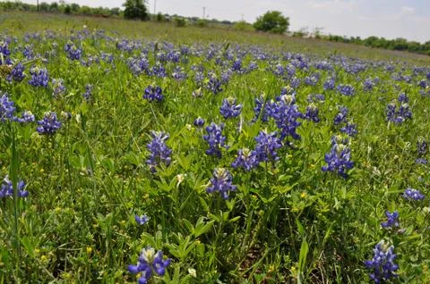 Texas Blooms Foto stock