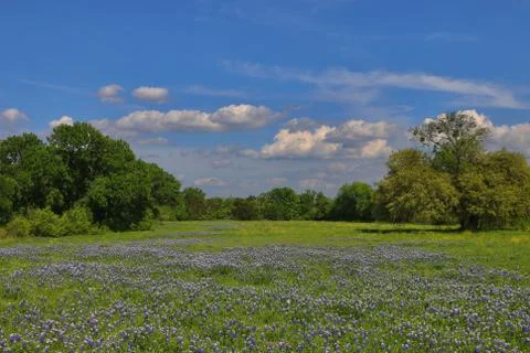 Texas Blubonnets in spring Stock Photos