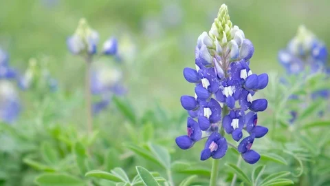 Texas Blue bonnets in wind Video stock 104562310