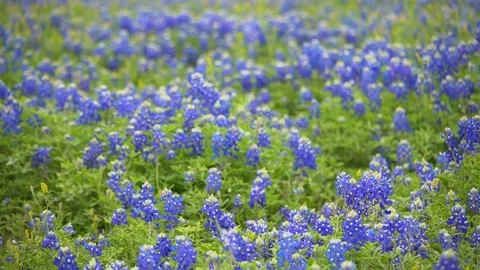 Texas bluebonnet field Stock Footage