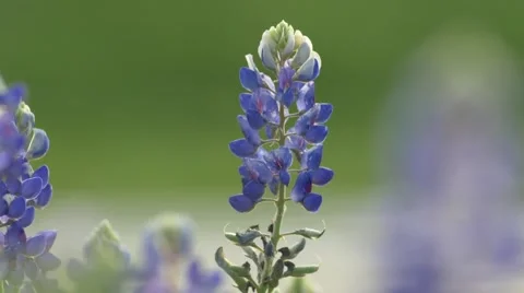 Texas Bluebonnet Vídeo Stock 67357486