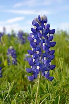 Texas Bluebonnet Stock Photos