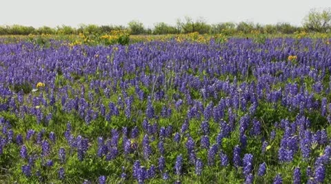 Texas bluebonnets 1 Stock Footage 20586441
