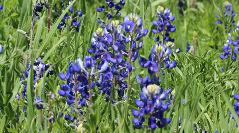 Texas Bluebonnets 3 Video stock 22575821
