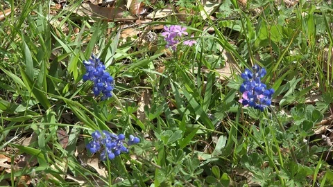Texas bluebonnets and grass Stock Footage 91401647
