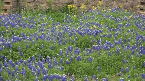 Texas bluebonnets and wall Stock Footage 91401653