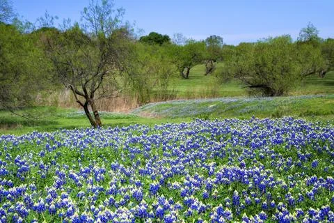 Texas Bluebonnets blooming in springtime. Stock Photos