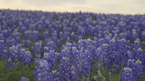 Texas Bluebonnets Field – Low Angle Tracking Shot – 4K Slow Motion Stock Footage 329069465